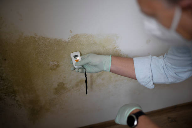 Best Mold Remediation  in Bel Ridge, MO