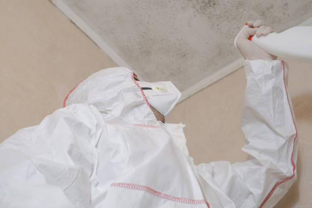 Best Mold Removal Specialists  in Bel Ridge, MO