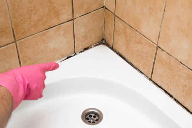 Best Toxic Mold Removal  in Bel Ridge, MO