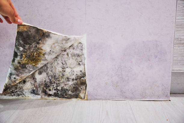 Best Professional Mold Removal  in Bel Ridge, MO